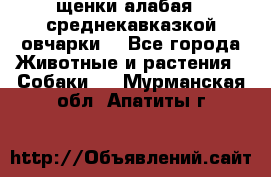 щенки алабая ( среднекавказкой овчарки) - Все города Животные и растения » Собаки   . Мурманская обл.,Апатиты г.